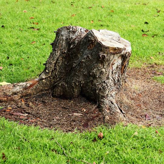 The Best Tools for Tree Stump Removal: A Comprehensive Guide